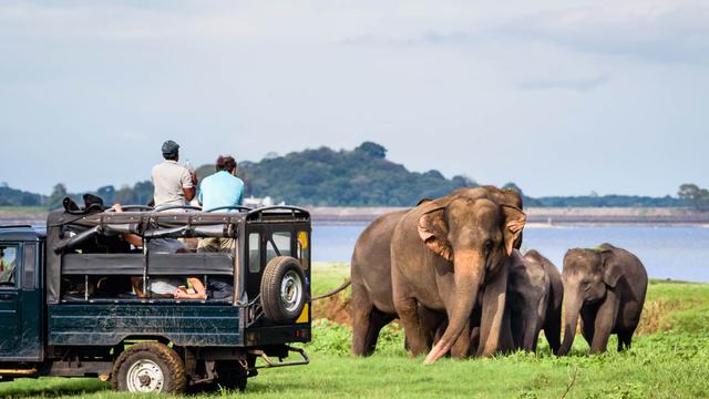 Wild Elephants