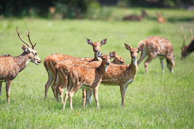 A Group of Deers