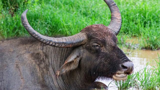 Buffalo in the Mud