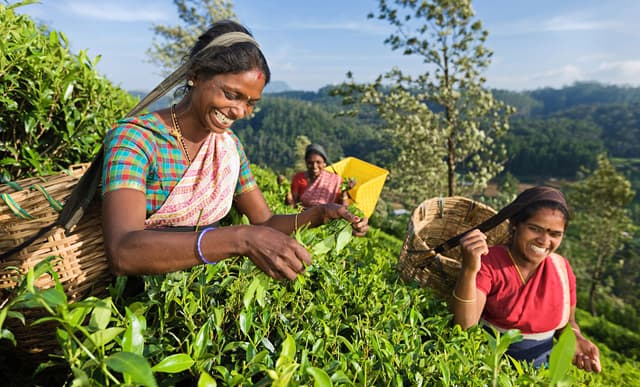 Joyful Tea Harvest