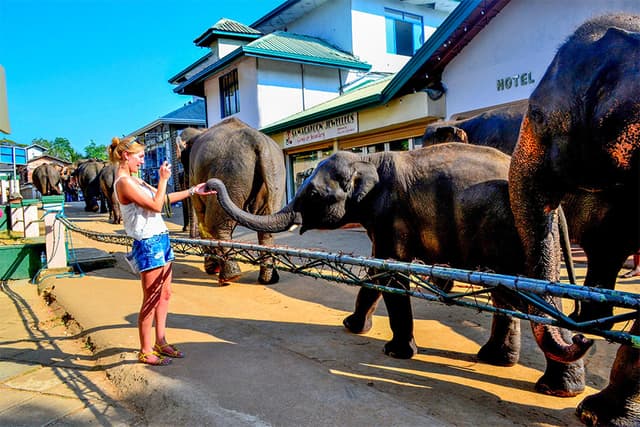 Elephant Encounter