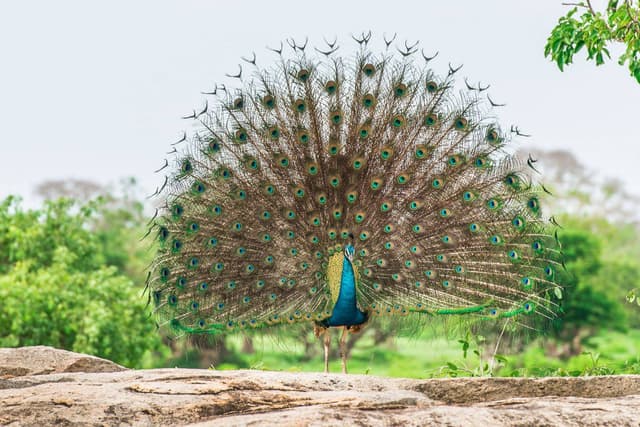 A Dancing Peacock